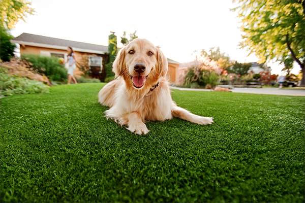 Pup-Grass Artificial Grass Built for Dogs