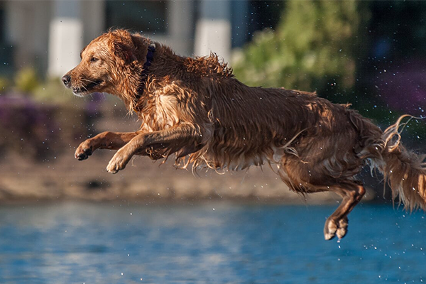 Floating Dog Boat Ladder Water Ramp