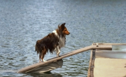 About doggydocks® 1