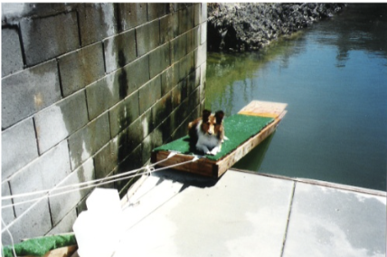 About doggydocks® 2