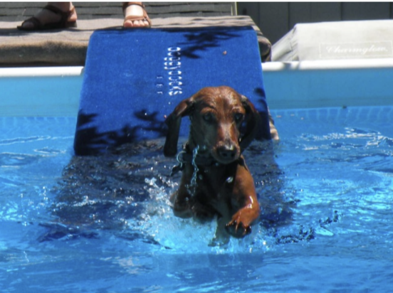 Dog playing in water